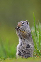 Uinta Ground Squirrel (Spermophilus armatus) feeding in grassland, Grand Teton National Park, Wyoming, USA.