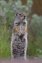 Uinta Ground Squirrel (Spermophilus armatus) standing on hind legs in alert posture, Grand Teton National Park, Wyoming, USA.