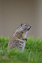 Uinta ground squirrel (Spermophilus armatus) alarm calling from edge of burrow, Yellowstone National Park, Wyoming, USA