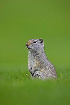 Uinta Ground Squirrel (Spermophilus armatus) sitting above burrow, Yellowstone National Park, USA