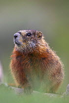 Yellow-bellied marmot (Marmota Flaviventris) peering out from rocks Yellowstone National Park, Wyoming, USA