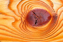 Wood grain patterns in cut wood showing growth rings and hardwood, Yellowstone National Park, Wyoming, USA