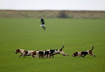 Hare Hunting, East Lincolnshire Basset Hounds following scent. Lincolnshire, UK. November 2004