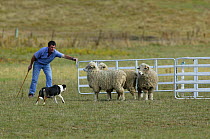 Dog competing at Sheepdog Trials, Waimate, New Zealand. 2004