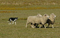 Dog competing at Sheepdog Trials, Waimate, New Zealand. 2004