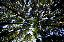 High angle shot through Douglas Fir Trees {Pseudotsuga menziesii} Dunedin, New Zealand. 2004