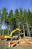 New Zealand Forestry Industry, harvesting of Douglas Fir Trees, Dunedin, New Zealand. 2004