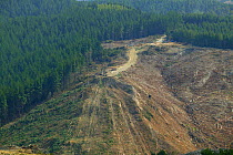 New Zealand Forestry Industry, Aerial view of Douglas Fir Tree plantation and cleared area, Dunedin, New Zealand. 2004
