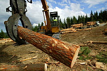 New Zealand Forestry Industry, Harvesting of Douglas Fir Trees, Dunedin, New Zealand. 2004. Caterpillar moving log