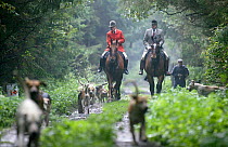 Huntsmen with fox hounds in woodland, Burton Hunt, Glentworth, Lincolnshire, UK, 2004