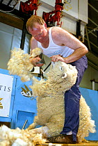 Competitor at the Golden Shears International Open Sheep Shearing Championships, Masterton, New Zealand, 2004