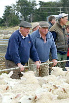 Farmers at Sheep Auction, Balclutha, New Zealand.