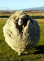 Shrek the Merino sheep who hasn't been shorn for 6 years. Wanaka, New Zealand. 2004