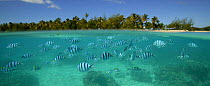Scissor tail sergeant fish {Abudefduf sexfasciatus} Blue Lagoon, Tevawa, Fiji.
