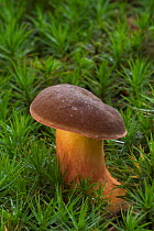 Bay bolete fungus in moss {Xerocomus / Boletus badius} Belgium