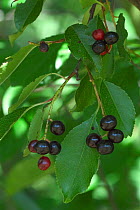 Bird cherry berries and leaves {Prunus padus} Belgium