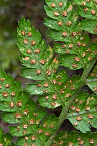 Broad buckler fern, close up showing spores on underside of frond {Dryopteris dilatata} Luxembourg