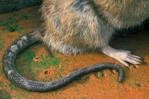 Close up of Brown rat's tail and foot {Rattus norvegicus} Belgium captive