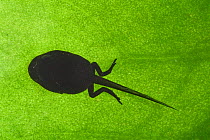 Common frog tadpole with back legs {Rana temporaria} viewed through leaf, Belgium