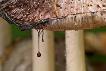 Close up of Common inkcap fungus showing ink droplet {Coprinus atramentarius} Belgium
