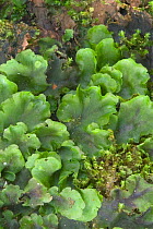 Crescent Cup Liverwort (Lunularia cruciata) Belgium
