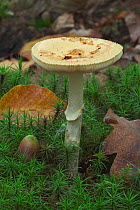 False deathcap fungus {Amanita citrina} in broadleaf forest, Belgium