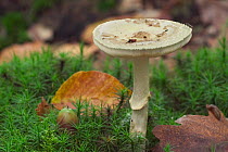 False deathcap fungus {Amanita citrina} in broadleaf forest, Belgium