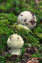 False deathcap fungus {Amanita citrina} growing in broadleaf forest, Belgium