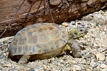Russian tortoise {Agrionemys / Testudo horsfieldii} captive