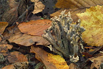 Grey coral fungus {Clavulina cinerea} among beech leaves, Belgium
