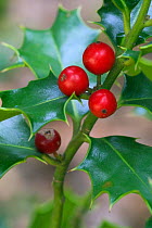 Holly leaves and berries {Ilex aquifolium} Belgium