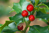 Holly leaves and berries {Ilex aquifolium} Belgium