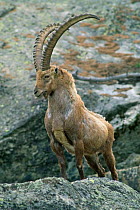 Male ibex {Capra ibex ibex} standing on rock in dominant gesture, Gran Paradiso NP, Alps, Italy