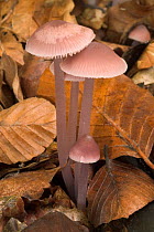 Lilac bonnet fungus {Mycena pura} among beech leaves, Belgium