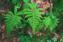 Long beech fern fronds {Phegopteris connectilis} Luxembourg