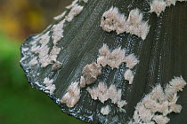 Magpie inkcap toadstool {Coprinus picaceus} cap close-up, Belgium