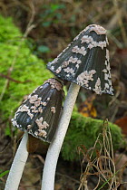 Magpie inkcap fungus {Coprinus picaceus} Belgium