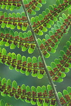 Male fern {Dryopteris filix mas} showing spores / sori on underside of frond, Belgium