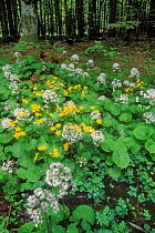 Marsh marigolds / King cups {Caltha palustris} with {Senecio sp} in seed  in broadleaf forest, Germany