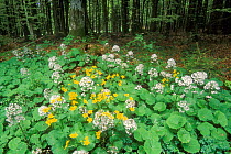 Marsh marigolds / King cups {Caltha palustris} with {Senecio sp} in broadleaf forest, Germany