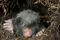 European mole {Talpa europaea} emerging from  underground tunnel, Belgium - dead specimen