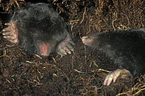 Two European moles {Talpa europaea}  Belgium dead specimens