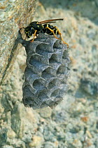 European paper wasp {Polistes dominulus} on nest, Gran Paradiso NP, Alps, Italy