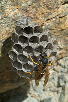 European paper wasp {Polistes dominulus} on nest, Gran Paradiso NP, Alps, Italy