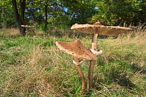 Parasol mushroom {Macrolepiota procera} Belgium