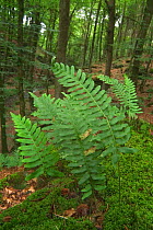 Common polypody fern {Polypodium vulgare} in woodland, Belgium