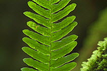 Frond of Common polypody fern {Polypodium vulgare} showing spores on underside, Belgium