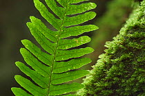 Frond of Common polypody fern {Polypodium vulgare} showing spores on underside, Belgium