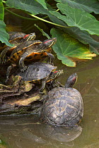 Red eared turtles / sliders resting on log in lake {Pseudemys scripta elegans} captive, North America