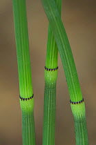 Close up of stem of Common scouring rush {Equisetum hyemale} Luxembourg